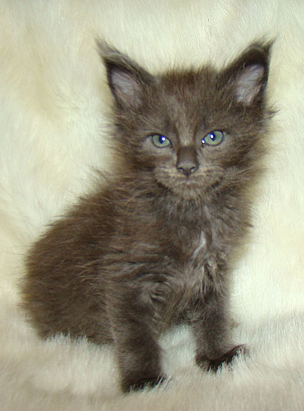 ���� ��� ������� ��������� Catsvill County!  ���� ����! ������ ������ ���� ���! ���� ��� ������ ������ � ����� ����!!! �������� ���� ����� Catsvill County +7-926-544-74-09  ���� ��� �������� ������. ���� ��� ������, ���� ��� �������, ���� ��� ������,  ���� ��� ����, ���� ��� ��������, ���� ����,  ������ ������ ���� ���,  ������ ����-����, ����� ������� ������ �����, ����� ����� ������!